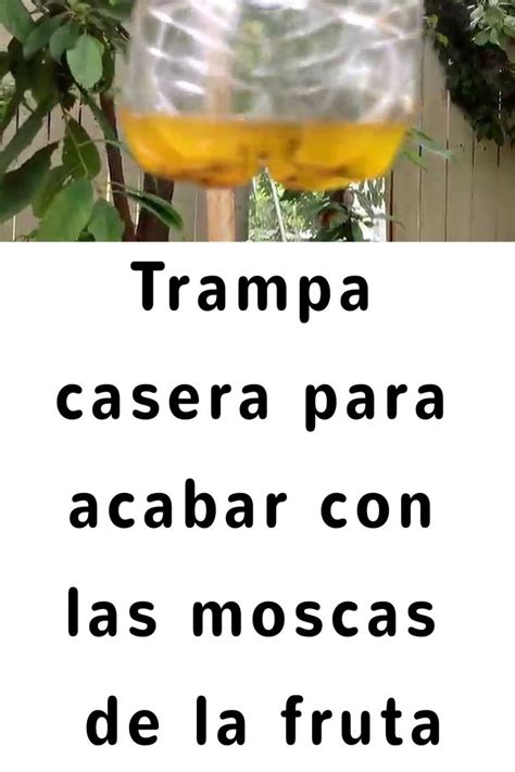 Trampa Casera Para Acabar Con Las Moscas De La Fruta Moscas De La