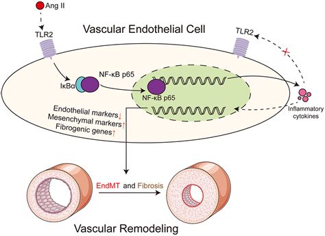 TLR2 Regulates Angiotensin II Induced Vascular Remodeling And EndMT