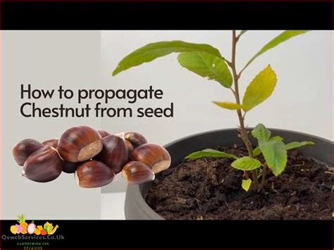 Step By Step Guide How To Grow Chestnut Trees From Nuts August 2024 Qvwebservices Co Uk