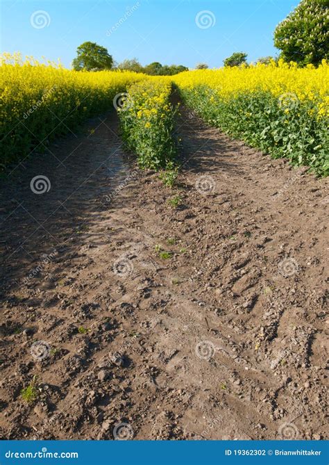 Oilseed crop stock photo. Image of vibrant, green, bright - 19362302