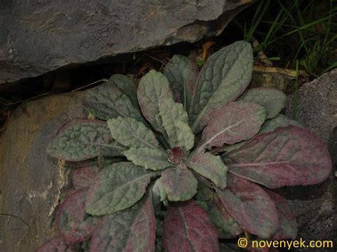 Image Collection Of Wild Vascular Plants Jurinea Berardioides