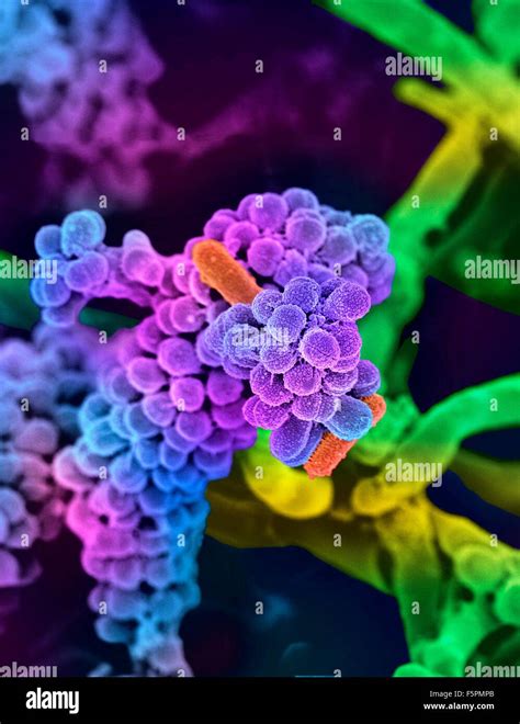 Oral Bacteria Coloured Scanning Electron Micrograph Sem Of Mixed