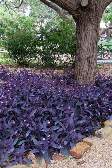 57 Stunning Purple Plants for Outdoor Gardens | Purple plants, Ground