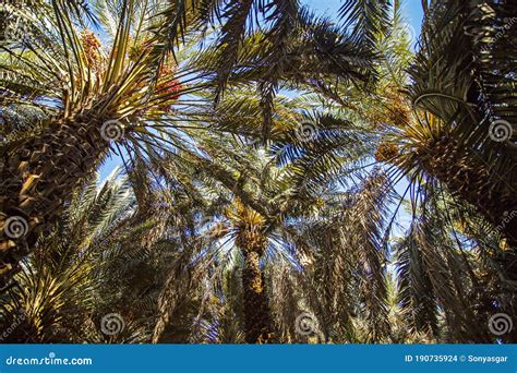 Dates Tree In The Garden In Medina Saudi Arabia Dates Is Original