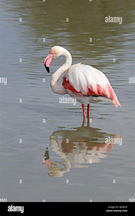 Greater Flamingo Phoenicopterus Roseus Camargue France Stock Photo