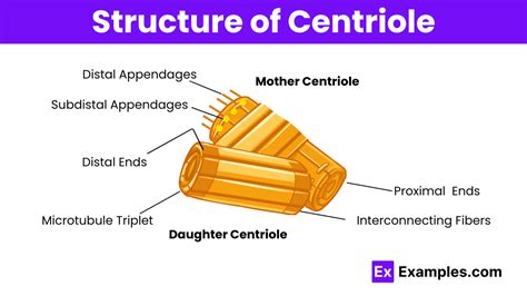 Centriole Definition Structure Functions Faqs