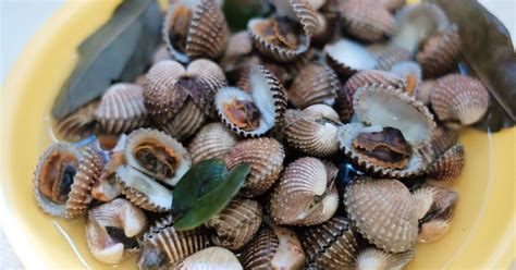 Resep Kerang Dara Rebus Oleh Fatihafa Cookpad