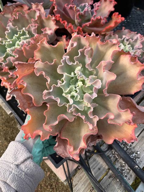 On Sale Echeveria Ruffles Succulent Plantly