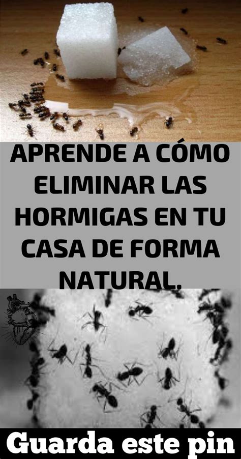 Aprende A CÓmo Eliminar Las Hormigas En Tu Casa De Forma Natural Plaga De Hormigas Repelente