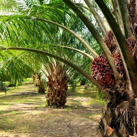 La producción de aceite de palma supera el millón de toneladas en 2024