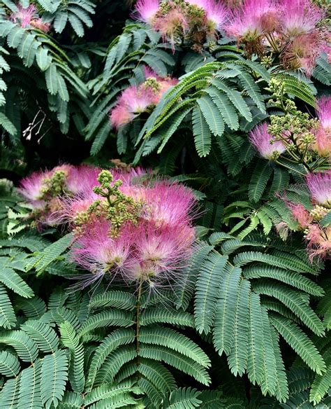 Albizia Julibrissin (Mimosa, Persian Silk Tree, Pink Silk, 47% OFF