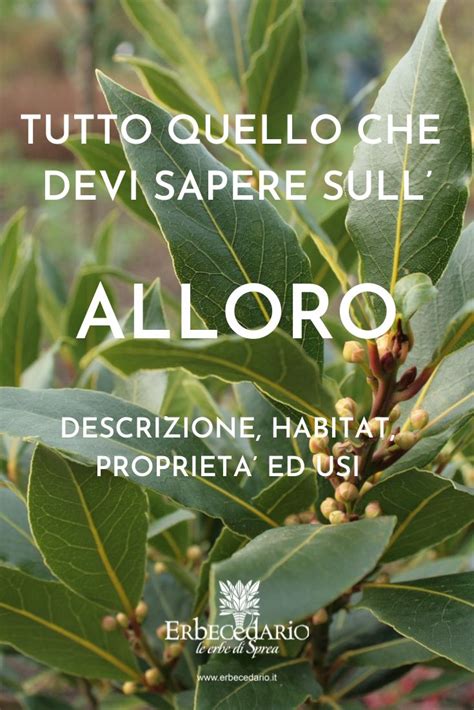 Alloro Descrizione Habitat Propriet Curiosit Scheda Completa