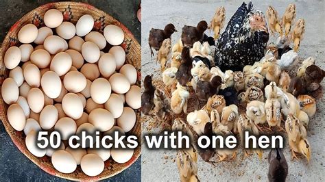 How To Raise Chicks With One Hen Hen Harvesting Eggs To Chicks