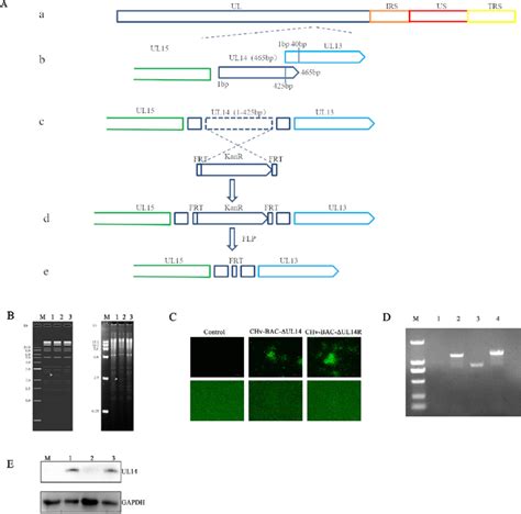 Construction And Identification Of Recombinant Viruses A Schematic