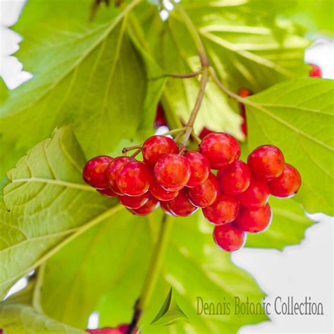 Viburnum Trilobum American Cranberrybush Var Wentworth Dennis