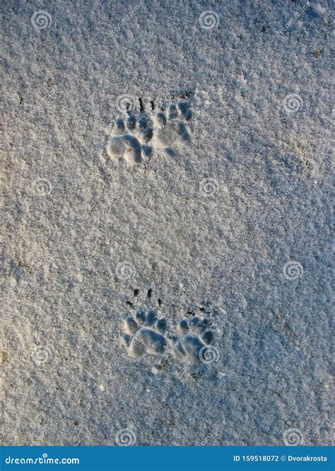 Badger - Tracks in the Snow Stock Photo - Image of footprints, winter ...