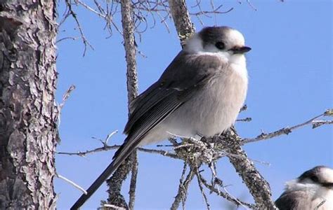 Gray Jay Great Pick for National Bird, U of G Prof Says - U of G News