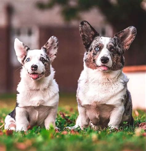 10 Fun Facts About Cardigan Welsh Corgis