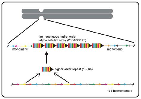 The Genomic Organization Of Human Centromeres The Primary Sequence At