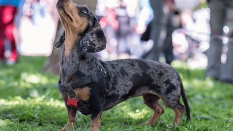 Dapple Dachshund: Guide to This Stunning Coat Pattern – PawSafe