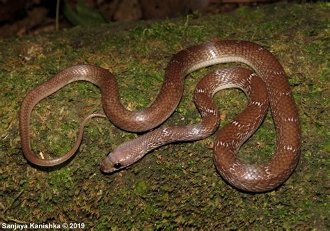 Flowery Wolf Snake Wildlife Of Goodearth Malhar Bangalore Inaturalist