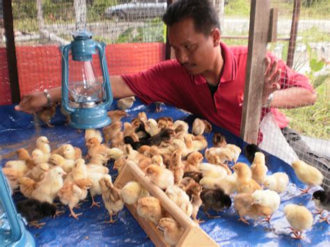 Ladang Ternakan Ayam Kampung