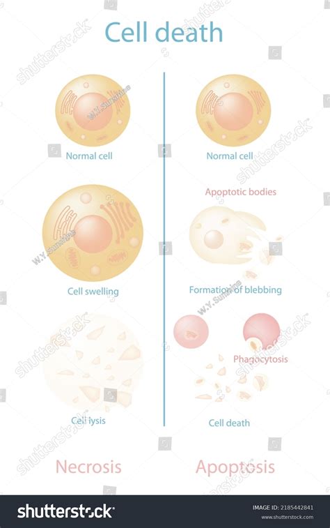 20 Apoptotic Process Images Stock Photos And Vectors Shutterstock