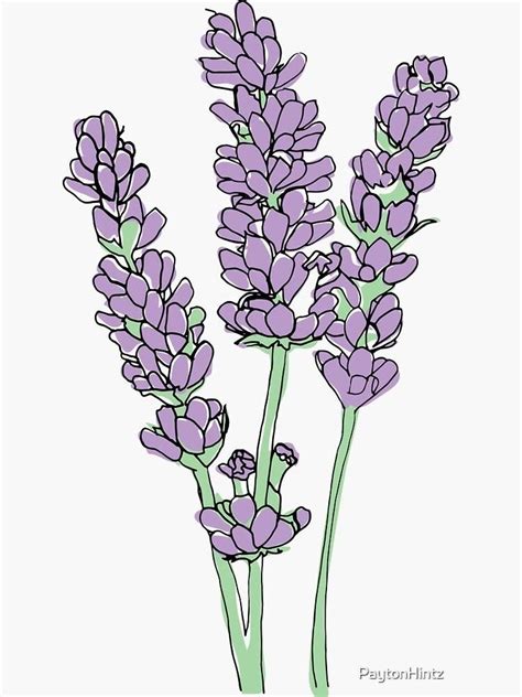 Pin By Johanna Paredes On Lavanda Flower Sketches Flower Art Drawing