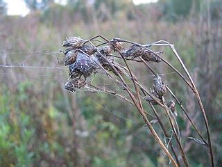 Ballooning Spiders | Overview, Causes & Phases | Study.com