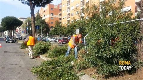 Verde Pubblico Programma Sfalci Roma A Novembre E Dicembre 2018