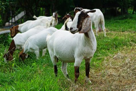 Boer 100 White Goat Stock Image Image Of Agriculture 119300107