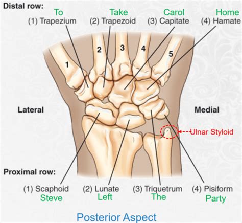 2 1 Wriste Forearm And Elbow Flashcards Quizlet