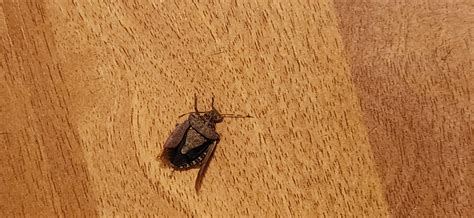 What is this? Glassboro New Jersey. : r/insects