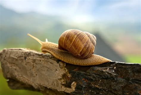 Slug and Snail: What Are The Differences? – Difference Camp