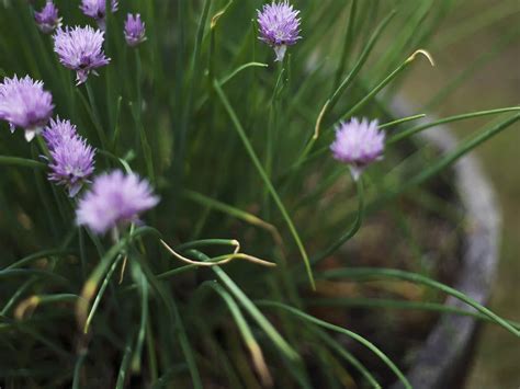 Growing Chives in Pots: Potting Up for Fresh Flavor Year-Round - Peace ...