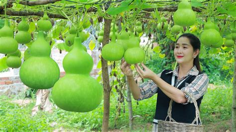 Cute Bottle Gourd Recipe For Dinner In My Homeland Have You Ever Eat This Gourd In Your