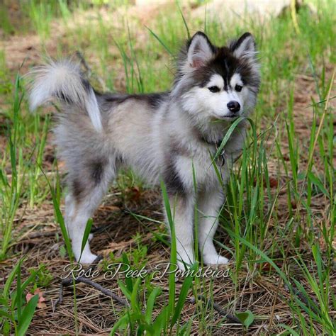 Pomsky 12 Surprising Facts About Pomeranian Husky Mix Artofit