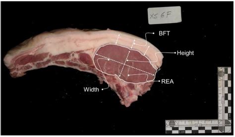 Foods Free Full Text Intramuscular Fat Prediction Using Color And