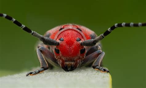 🔥The Four Eyes of a Red Milkweed Beetle : r/NatureIsFuckingLit