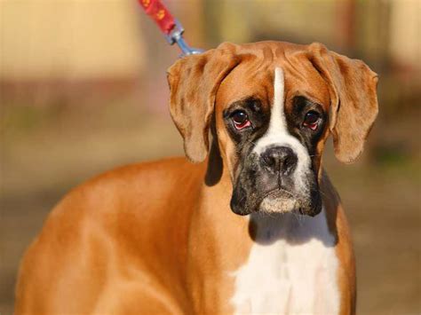 Boxer Dog Pregnancy Week By Week Guide Petyfied