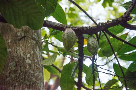 Invertimos En El Desarrollo De Más De 8 Mil Productores De Cacao Secretaría De Agricultura Y