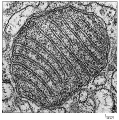 Microscopia Electr Nica Mitocondria Pinterest