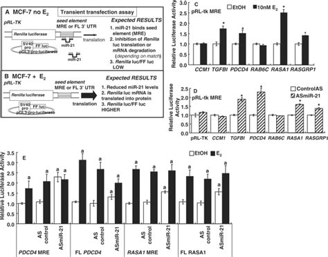 Luciferase Reporter Assay Of Putative Mir 21 Target Genes And The