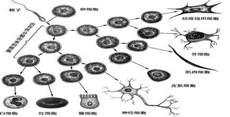 细胞分化 全球百科