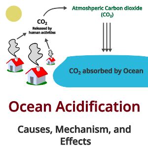 Ocean acidification: Causes, Mechanism & Effects - PSIBERG