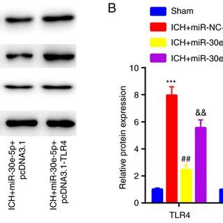 Mir E P Overexpression Suppresses Tlr Expression And Downstream