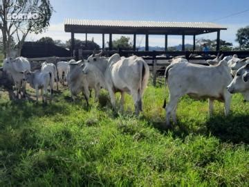 Nova Bandeirantes Fazendas Em Nova Bandeirantes Mitula Im Veis