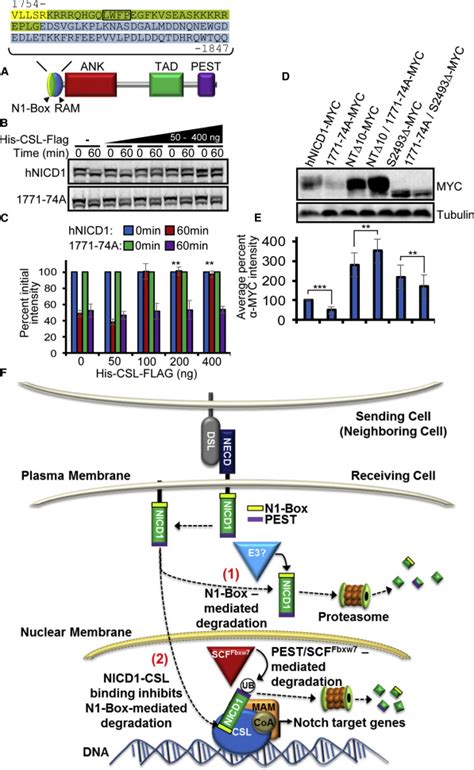 Identification Of A Paralog Specific Notch1 Intracellular Domain Degron