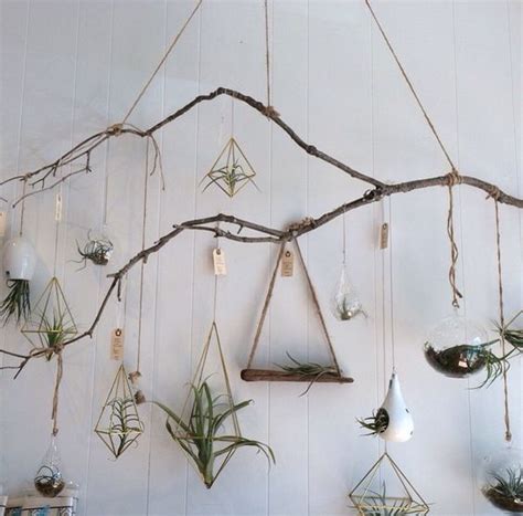 Gorgeous Air Plant Display Ideas