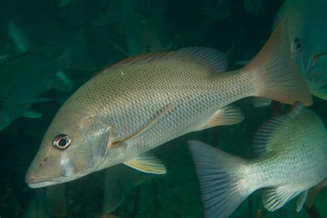 Pargo Caballera Lutjanus Jocu INaturalist Mexico